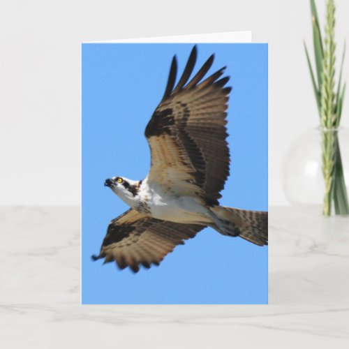 Osprey Bird Greeting Card