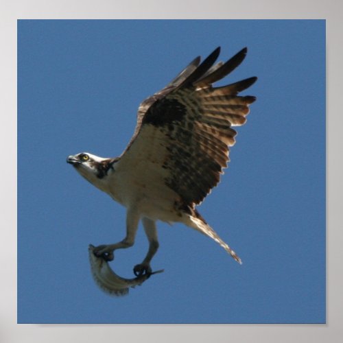 Osprey Bird  Halibut Fish Print