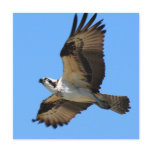 Osprey Bird Invitations