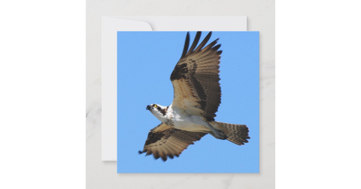Osprey Bird Invitations Zazzle