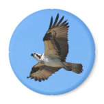 Osprey Bird Magnet