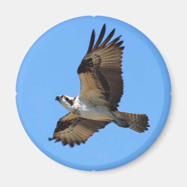Osprey Bird Magnet (Front)