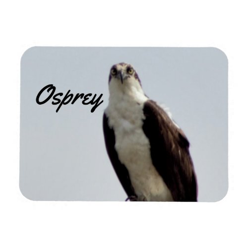 Osprey Bird   Magnet