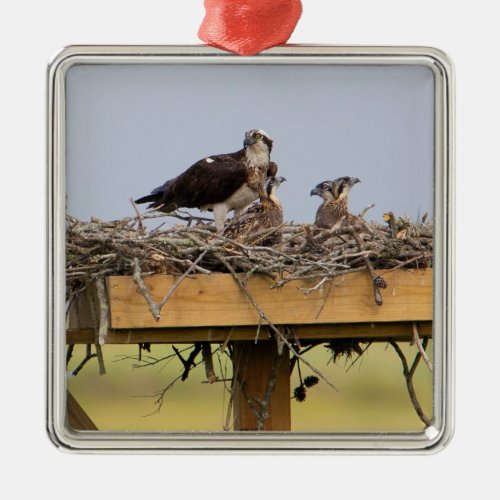 Osprey Bird Nest Ornament