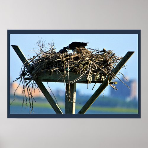 Osprey Bird Nest Poster