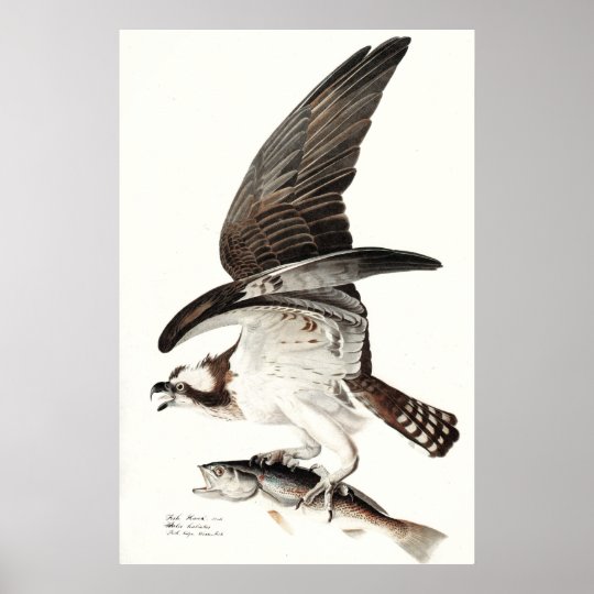 Osprey bird of prey JOHN AUDUBON fine art poster | Zazzle.com