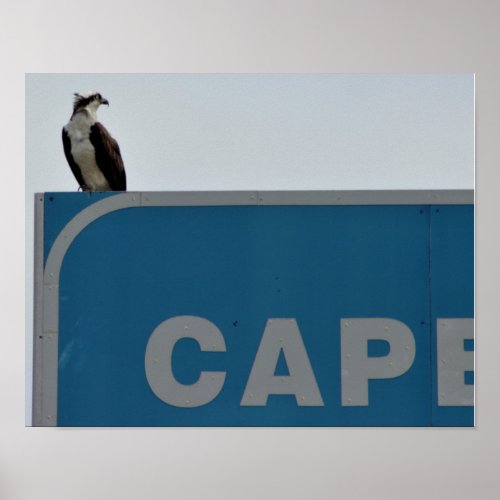 Osprey Bird on Sign