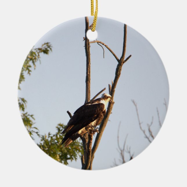Osprey Bird Ornament  (Front)