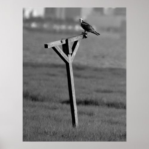 Osprey Bird Photo Poster
