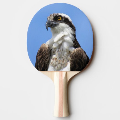 Osprey _ Bird _ Ping Pong Paddle