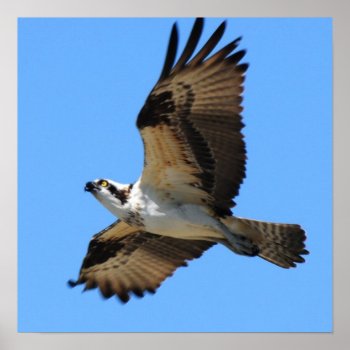Osprey Bird Poster by WildlifeAnimals at Zazzle
