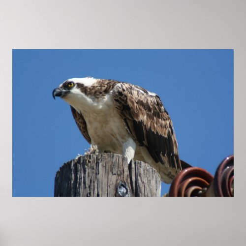 Osprey Bird Print