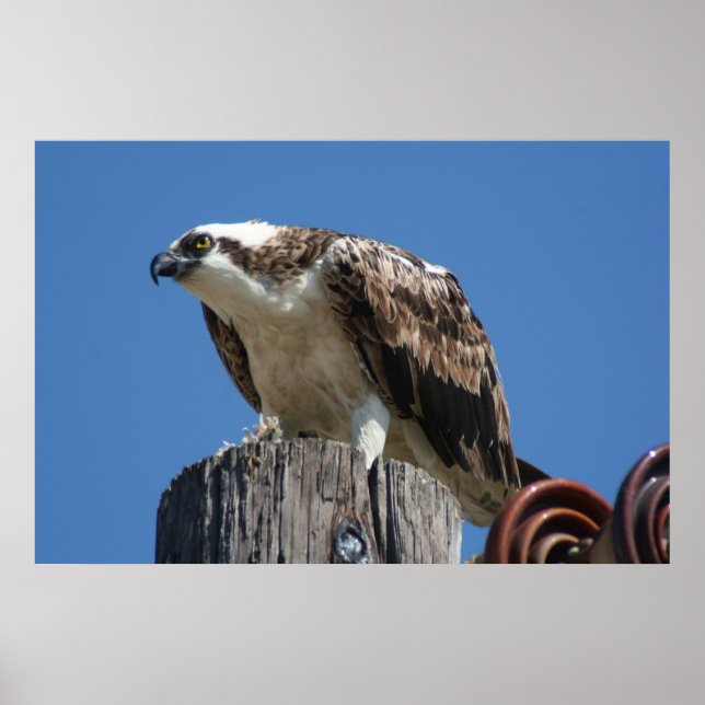 Osprey Bird Print (Front)