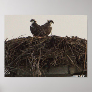 Osprey Birds in Nest Poster
