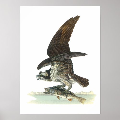 Osprey by Audubon Poster
