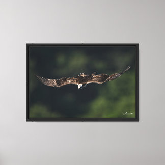 Osprey Canvas Print