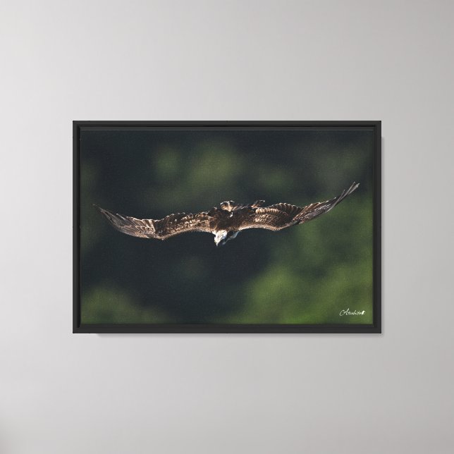 Osprey Canvas Print (Front)