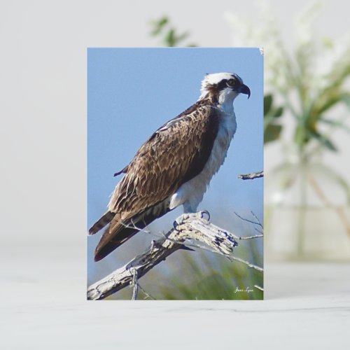Osprey card Nature note card