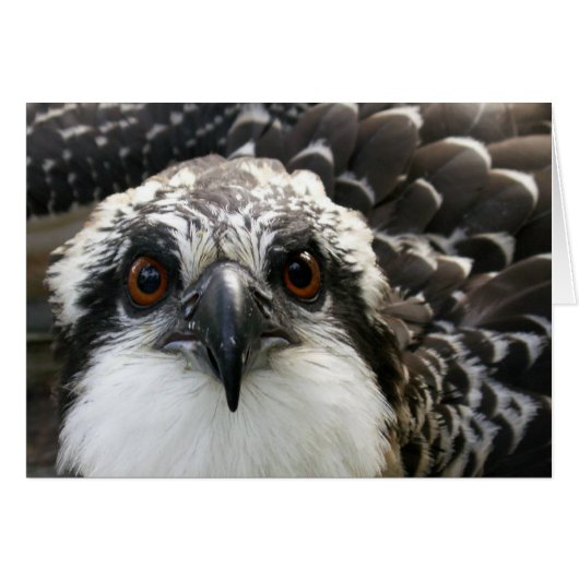Osprey Cards (Front Horizontal)