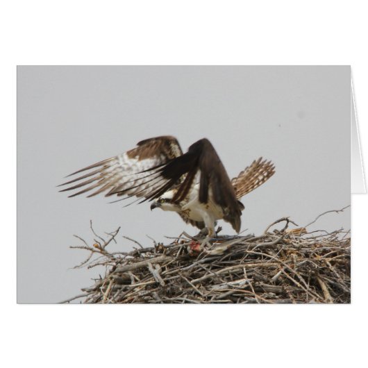 Osprey Cards (Front Horizontal)