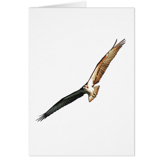 Osprey Cards (Front)