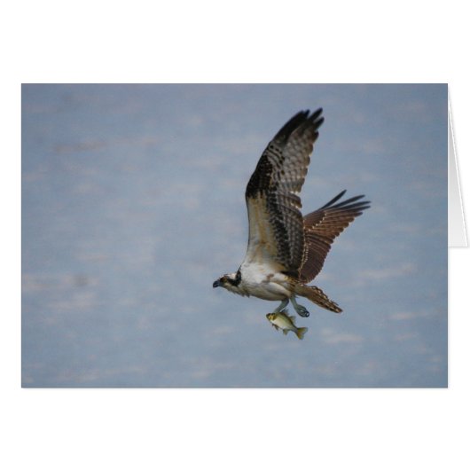 Osprey Cards (Front Horizontal)