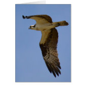 Osprey Cards (Front)