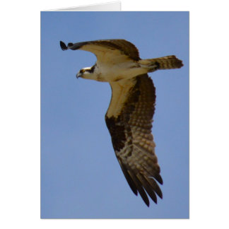 Osprey Cards