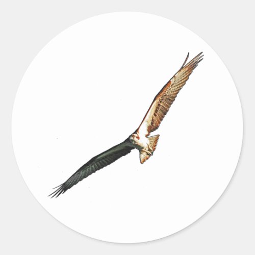 Osprey Classic Round Sticker