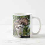 Osprey Coffee Mug at Zazzle