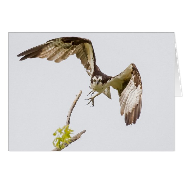 Osprey Coming At You Cards (Front Horizontal)