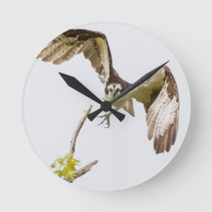 Osprey Coming At You Round Clock