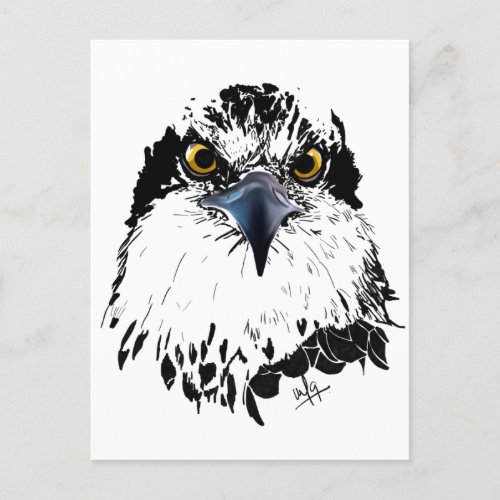 Osprey Drawing Black  White with Piercing Eyes Holiday Postcard