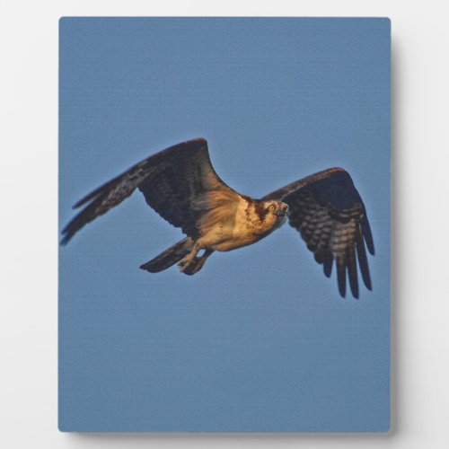 Osprey Fish Eagle Flying at Sunset Plaque