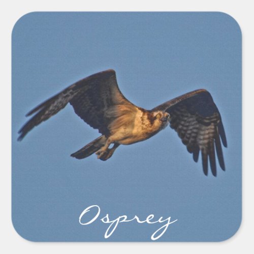 Osprey Fish Eagle Flying at Sunset Square Sticker