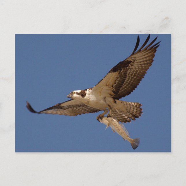 Osprey Fisher Postcard (Front)