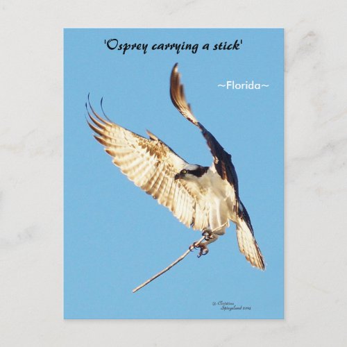 Osprey flying stick Florida Postcard