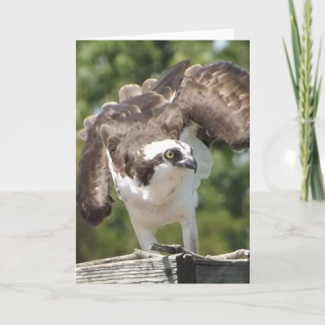 Osprey Greeting Card (Front)