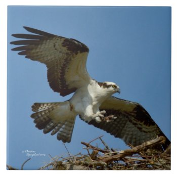 Osprey Hawk Flying Landing Tile by TrailsThroughNature at Zazzle