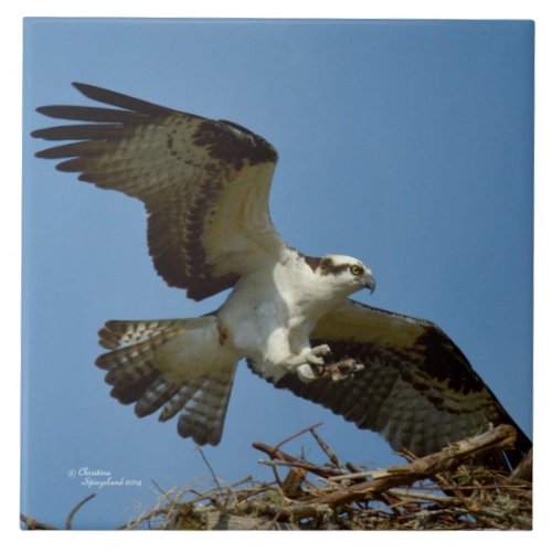 Osprey hawk flying landing Tile