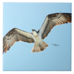 Osprey hawk flying Tile