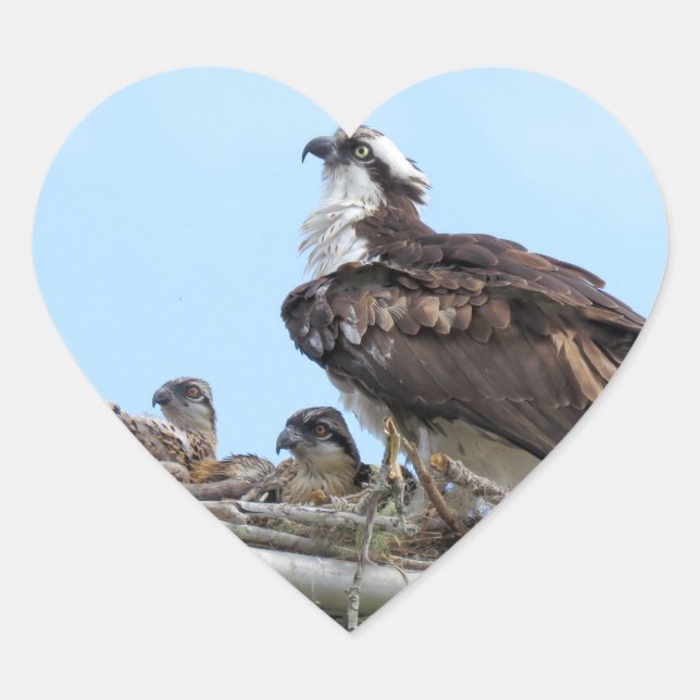 Osprey Hawk mother and babies Stickers (Front)