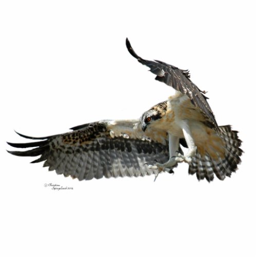 Osprey hawk Photo Sculpture