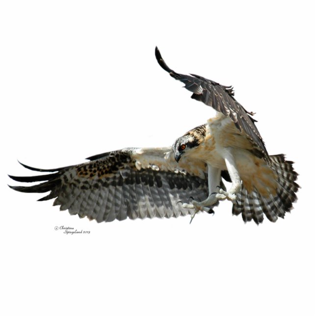 Osprey hawk Photo Sculpture (Front)