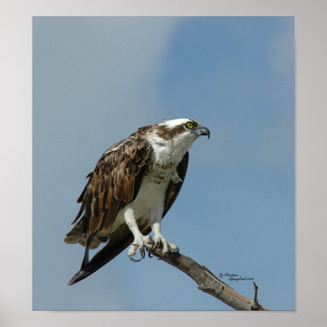 Osprey hawk Poster (Front)