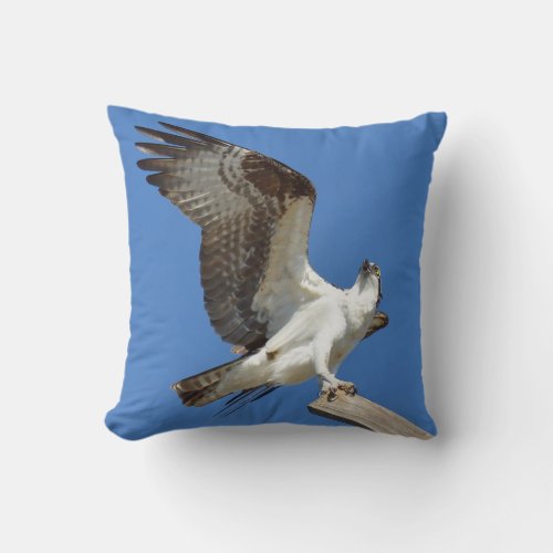 Osprey Hawk stretching wings Pillow