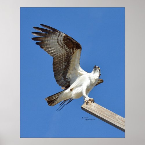Osprey Hawk stretching wings Poster or Print