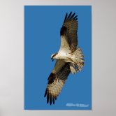 Osprey Seahawk Photography Photo Poster Size 24x36