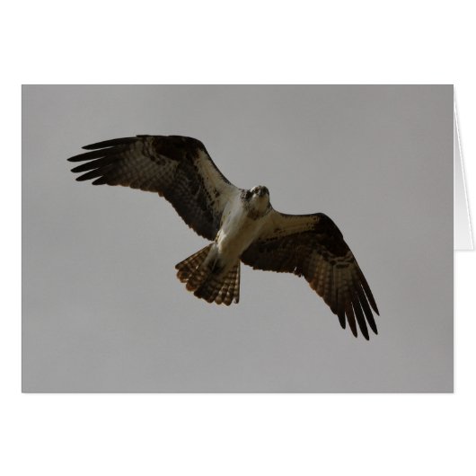 Osprey II (Front Horizontal)