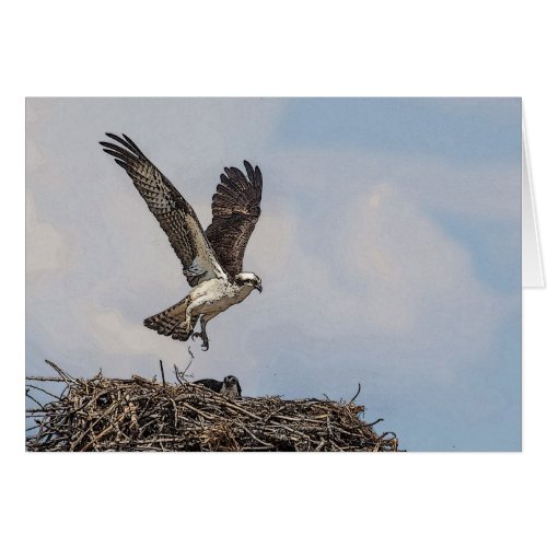 Osprey in a nest